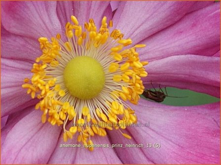 Anemone hupehensis &#039;Prinz Heinrich&#039; | Anemoon, Herfstanemoon, Japanse anemoon