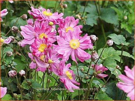 Anemone hupehensis &#039;Prinz Heinrich&#039; | Anemoon, Herfstanemoon, Japanse anemoon