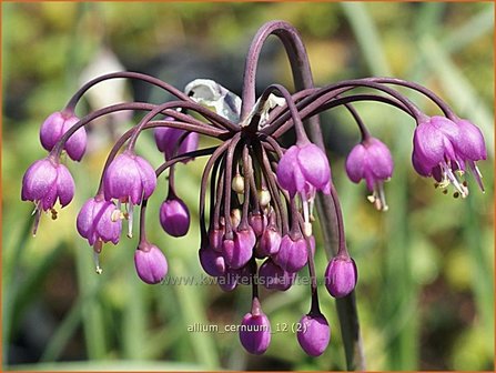 Allium cernuum | Sierui, Look