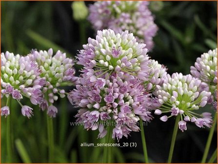 Allium senescens | Sierui, Look