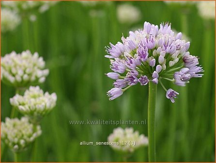 Allium senescens | Sierui, Look