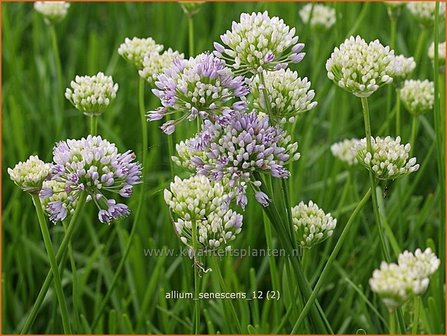 Allium senescens | Sierui, Look