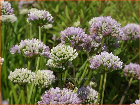 Allium senescens | Sierui, Look