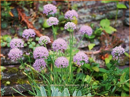 Allium senescens montanum | Sierui, Look