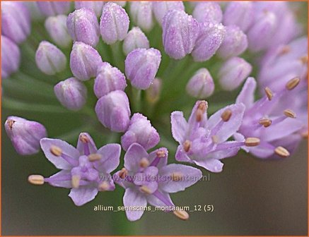 Allium senescens montanum | Sierui, Look