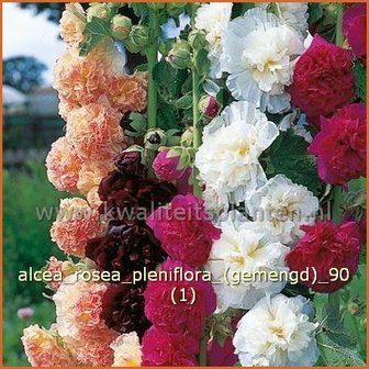 Alcea rosea 'Pleniflora' (gemengd) | Stokroos