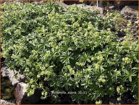 Alchemilla alpina | Vrouwenmantel