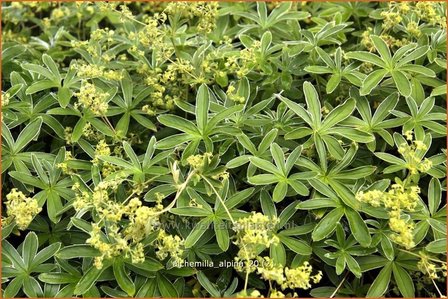 Alchemilla alpina | Vrouwenmantel