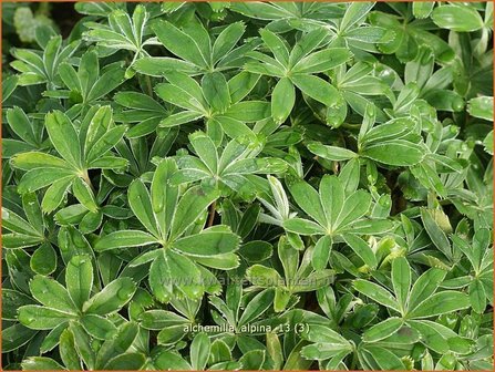 Alchemilla alpina | Vrouwenmantel