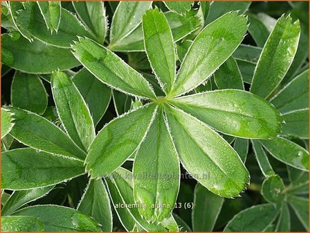 Alchemilla alpina | Vrouwenmantel
