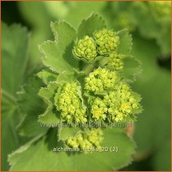 Alchemilla mollis | Vrouwenmantel