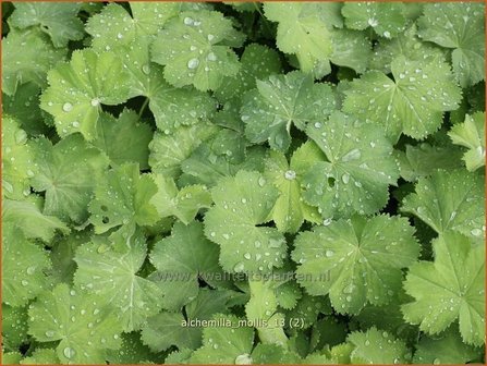 Alchemilla mollis | Vrouwenmantel