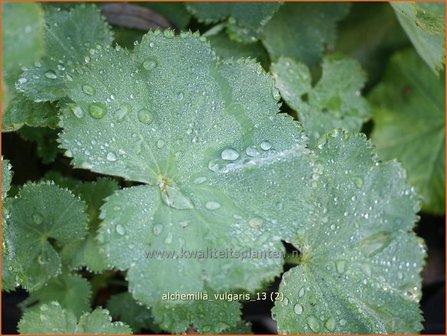 Alchemilla vulgaris | Vrouwenmantel