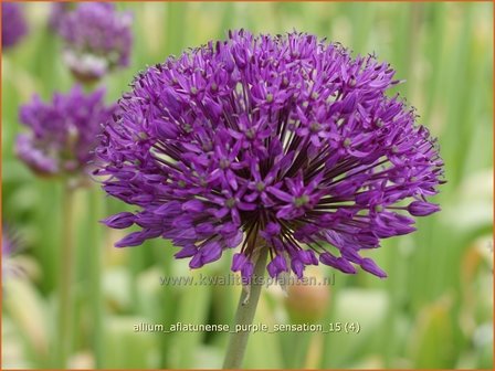 Allium aflatunense &#039;Purple Sensation&#039; | Sierui, Look