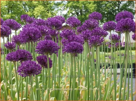 Allium aflatunense &#039;Purple Sensation&#039; | Sierui, Look