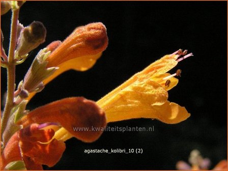 Agastache 'Kolibri' | Dropplant, Anijsnetel