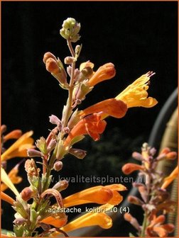 Agastache 'Kolibri' | Dropplant, Anijsnetel