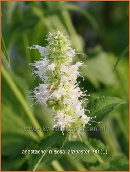 Agastache rugosa &#039;Alabaster&#039; | Dropplant, Anijsnetel