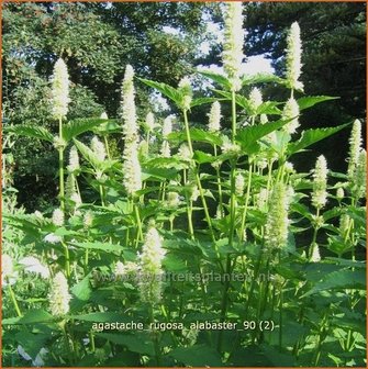 Agastache rugosa &#039;Alabaster&#039; | Dropplant, Anijsnetel