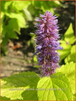 Agastache rugosa &#039;Golden Jubilee&#039; | Dropplant, Anijsnetel