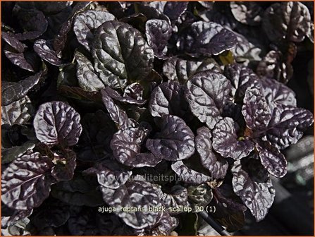 Ajuga reptans &#039;Black Scallop&#039; | Zenegroen