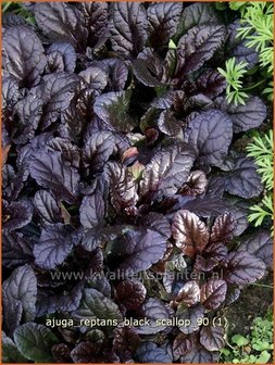 Ajuga reptans &#039;Black Scallop&#039; | Zenegroen