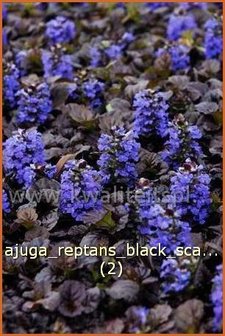 Ajuga reptans &#039;Black Scallop&#039; | Zenegroen