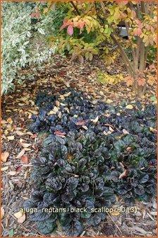 Ajuga reptans &#039;Black Scallop&#039; | Zenegroen