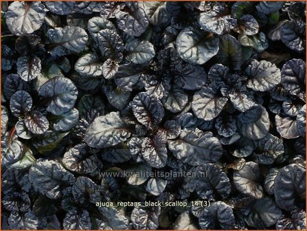 Ajuga reptans &#039;Black Scallop&#039; | Zenegroen