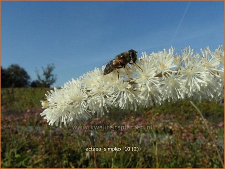 Actaea simplex | Zilverkaars, Oktoberkaars, Christoffelkruid | Oktober-Silberkerze