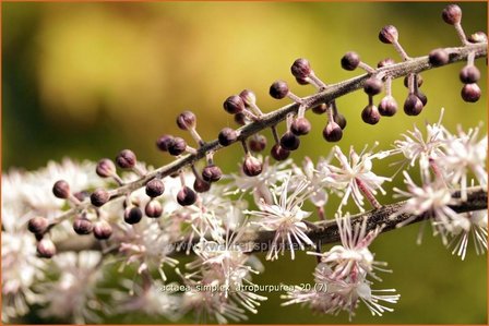 Actaea simplex &#039;Atropurpurea&#039; | Zilverkaars, Christoffelkruid