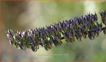 Actaea simplex 'Atropurpurea' | Zilverkaars, Christoffelkruid