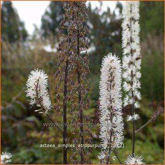 Actaea simplex &#039;Atropurpurea&#039; | Zilverkaars, Christoffelkruid