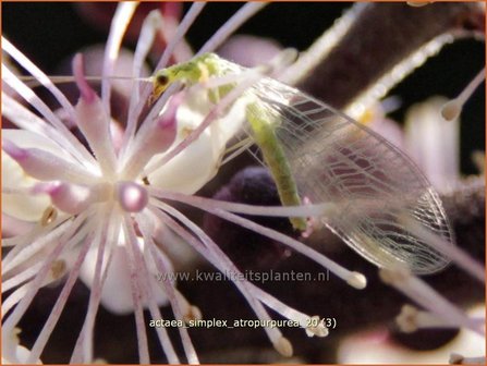 Actaea simplex &#039;Atropurpurea&#039; | Zilverkaars, Christoffelkruid