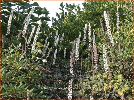 Actaea simplex &#039;Atropurpurea&#039; | Zilverkaars, Christoffelkruid