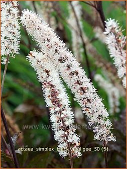 Actaea simplex &#039;Black Negligee&#039; | Zilverkaars, Christoffelkruid