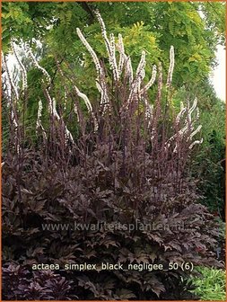 Actaea simplex &#039;Black Negligee&#039; | Zilverkaars, Christoffelkruid