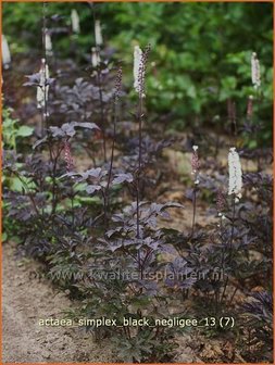 Actaea simplex &#039;Black Negligee&#039; | Zilverkaars, Christoffelkruid