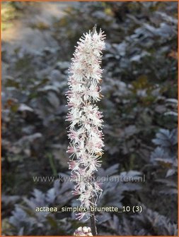 Actaea simplex &#039;Brunette&#039; | Zilverkaars, Christoffelkruid