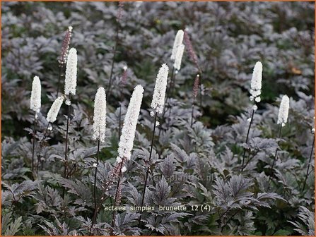 Actaea simplex &#039;Brunette&#039; | Zilverkaars, Christoffelkruid