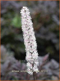 Actaea simplex &#039;Brunette&#039; | Zilverkaars, Christoffelkruid