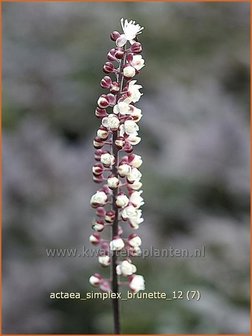 Actaea simplex &#039;Brunette&#039; | Zilverkaars, Christoffelkruid