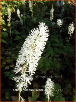 Actaea simplex &#039;White Pearl&#039; | Zilverkaars, Christoffelkruid