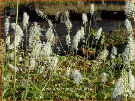 Actaea simplex 'White Pearl' | Zilverkaars, Christoffelkruid