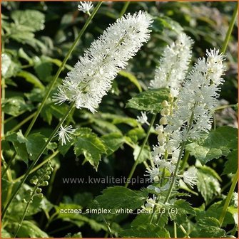 Actaea simplex &#039;White Pearl&#039; | Zilverkaars, Christoffelkruid