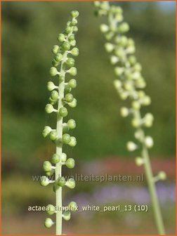 Actaea simplex &#039;White Pearl&#039; | Zilverkaars, Christoffelkruid