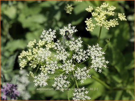 Aegopodium podagraria &#039;Variegatum&#039; | Zevenblad