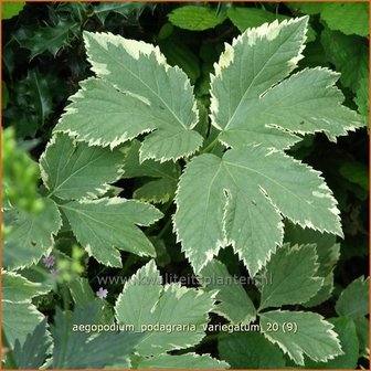 Aegopodium podagraria &#039;Variegatum&#039; | Zevenblad