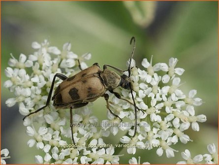 Aegopodium podagraria &#039;Variegatum&#039; | Zevenblad