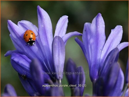 Agapanthus &#039;Purple Cloud&#039; | Kaapse lelie, Afrikaanse lelie, Liefdesbloem
